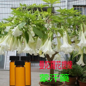蒙汗藥 曼陀羅花提煉 深度助眠
